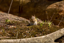 The Eastern Chipmunk Is Rodent  Species Living In Eastern North America