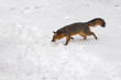 © geoffkuchera - Grey Fox (Urocyon cinereoargenteus) Trots Left Across Churned Up Snow Winter