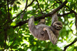Leinwandbild Motiv Funny sloth hanging on tree branch, cute face look, perfect portrait of wild animal in the Rainforest of Costa Rica scratching the belly, Bradypus variegatus, brown-throated three-toed sloth, relaxed