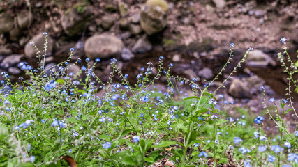 Wall Mural - Forget-me-not (Myosotis sylvatica) wildflowers growing on the shoreline of a creek in Santa Cruz Mountains, California