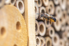A Honeybee (Apis) Approaching An Insect Hotel For Inspection.