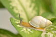 Snail on green leaf with bathing sun