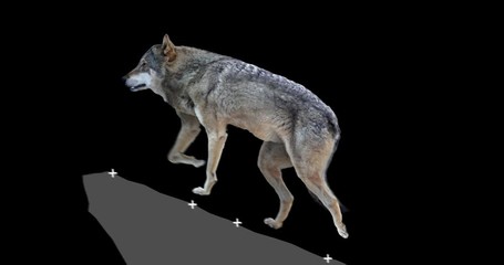 Wall Mural - Gray wolf howling. An isolated wolf rises to a rock and howls. Animation includes an alpha channel. Version panoramic camera. Element for visual effects.