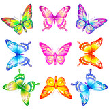 butterfly644