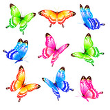 Fototapeta Motyle - butterfly643
