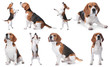 Set of beagle dogs on white background