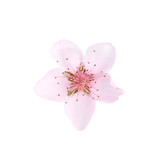 Fototapeta Desenie - Beautiful tree blossom isolated on white. Spring season