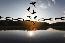 Freedom Concept. Silhouettes Of Broken Chain And Birds Flying Outdoors At Sunset