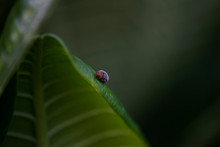 Lady Bug On A Leaf