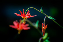 Washington Red Columbine Wildflower. Grows In Moist, Open To Partly Shaded Areas From Coastline To Subalpine Meadows. Very Attractive To Hummingbirds And Butterflies.