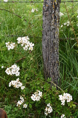 Wall Mural - Wildflowers by an Old Fence Post