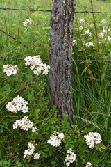 Canvas Print - Wildflowers by a Fence Post