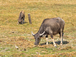 Grazing bulls in the dry season - Banteay Srei, Cambodia