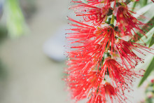 Native Australian Red Callistemon Bottlebrush Plant Outdoor In Sunny Backyard
