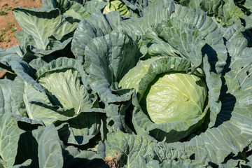 Canvas Print - landscape of green cabbage