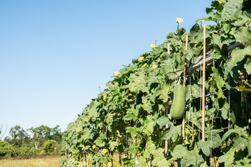 Canvas Print - loofah hang up at farm