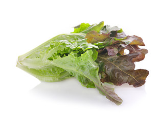 Fresh  lettuce leaves isolated on white background.