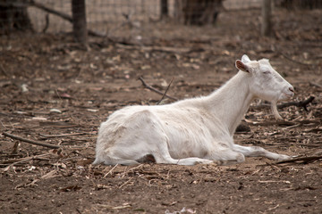 Wall Mural - this is a side view of a young goat