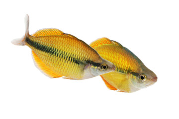 Wall Mural - Lake Tebera rainbowfish Aquarium fish Melanotaenia herbertaxelrodi