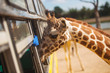 Giraffe Looking for food from a bus window in safari open zoo