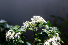 Close Up White Flowers Of  Murraya Paniculata Or Orange Jessamine In The Morning