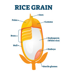 rice grain vector illustration. labeled educational structure description.