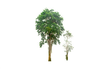 Two of green trees on isolated, an evergreen leaves plant di cut on white background with clipping path..