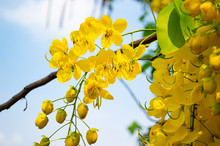 Yellow Golden Shower ,Cassia Fistula Flower With Blue Sky