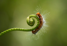 Green Caterpillar On A Leaf