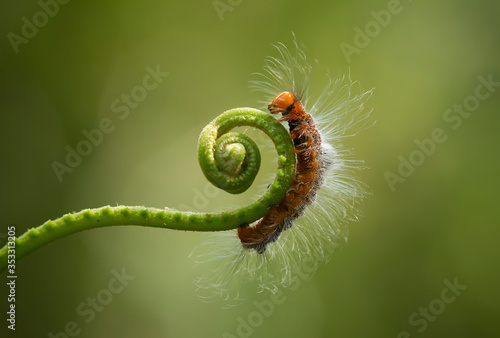 Fotografía green caterpillar on a leaf