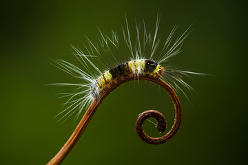 Wall Mural - caterpillar on a branch