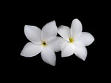 Fototapeta Kwiaty - White flower isolated on black background.  Beautiful Frangipani flowers.