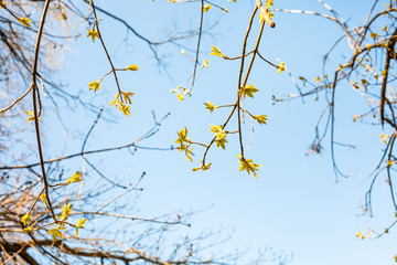 Sticker - twigs with young leaves of ash-leaved maple tree and blue sky on background on spring sunny day (focus on green leaves on foreground)