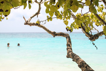 tree on the beach natural view 