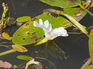 Aponogeton distachyos, waterblommetjie, aquatic plant with leaves on the water surface and flowers on an erect spike with scented white petal, dark, puple-brown stamens