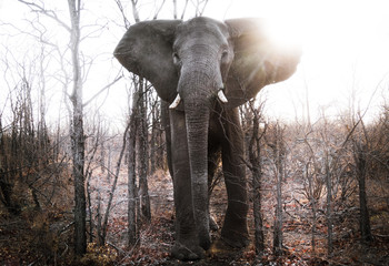 Wall Mural - Elephant bull approaching safari vehicle in Kruger National Park, Pafuri, South Africa (D.O.)