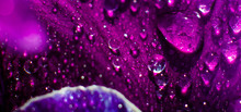 Web Banner With Abstraction Of Raindrops On A Purple Flower