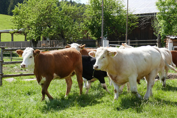 Wall Mural - Calves, cows and bulls on a farm in a village in Austria. Thoroughbred brown cows.