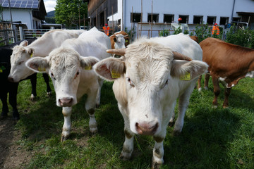 Wall Mural - Calves, cows and bulls on a farm in a village in Austria. Thoroughbred brown cows.