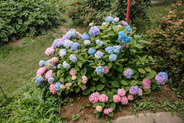 Purple Hydrangea macrophylla flower in a garden. A lush bush adorns the garden with its beautiful flowers bud.