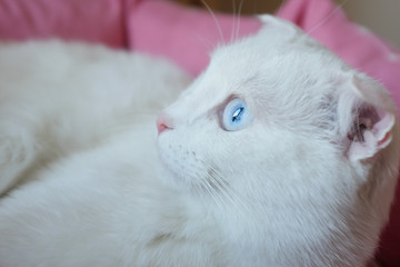 Wall Mural - White Scottish fold cat with blue eyes in natural window light