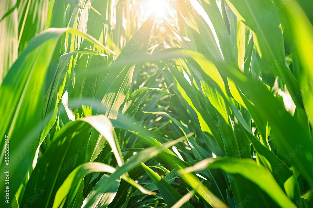 Morning light through a field of green corn plants - obrazy, fototapety, plakaty 