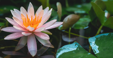 Wall Mural - pink water lily or Lotus flower with lotus leaf in pond Cover banner concept background.