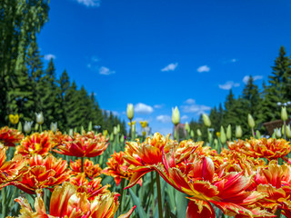 Wall Mural - Colorful red-orange tulip flowers on a flowerbed in the city park. Natural landscape. Bright flowers on a sunny summer day, creates moods of joy and happiness. Close up, copy space for text