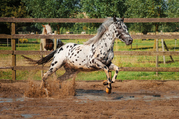 Appaloosa horse in the paddock