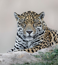 Portrait Of Jaguar Resting And Watching	
