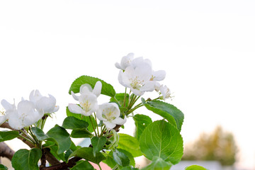 Wall Mural - branch of a blossoming apple tree with white flowers