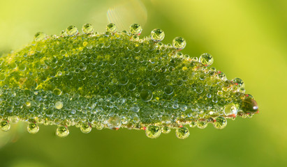 Wall Mural - Dew drops on fresh green grass, close-up.