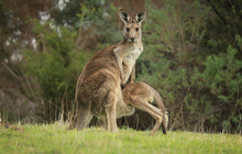 Female Eastern Grey Kangaroo (Macropus Giganteus) With Joey Climbing Into Her Pouch. 