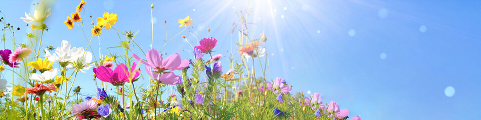 Colorful wild flower meadow with blue sky and sun rays with bokeh lights - floral summer background banner with copy space
